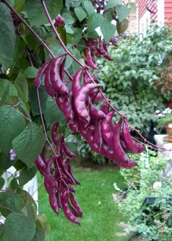 Sow Exotic Lablab Bean (Lablab Purpureus)