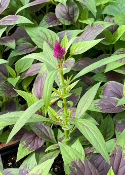 Sow Exotic Lagos Spinach (Celosia Argentea) Medicinal & Culinary Herbs