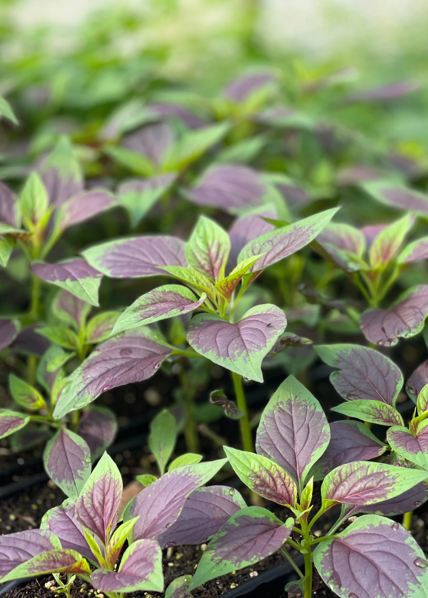 Sow Exotic Lagos Spinach (Celosia Argentea) Medicinal & Culinary Herbs 1 Sow Exotic Lagos Spinach (Celosia Argentea) Medicinal & Culinary Herbs