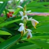 Sow Exotic Lesser Galangal (Alpinia Officinarum) Medicinal & Culinary Herbs