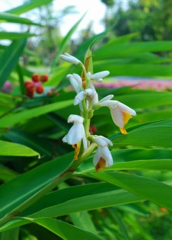 Sow Exotic Lesser Galangal (Alpinia Officinarum) Medicinal & Culinary Herbs