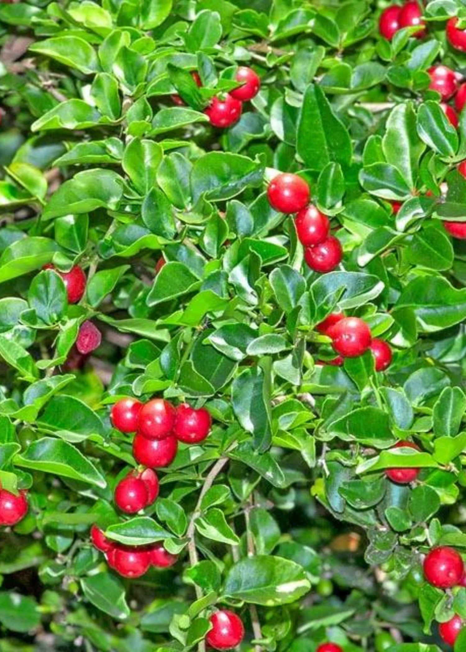 Sow Exotic Rare Fruiting Plants Limeberry (Triphasia Trifolia) 1 Sow Exotic Rare Fruiting Plants Limeberry (Triphasia Trifolia)