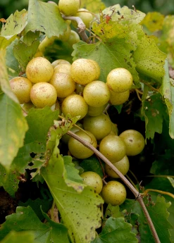 Sow Exotic Rare Fruiting Plants Muscadine Grape 'Welder' (Vitis Rotundifolia)