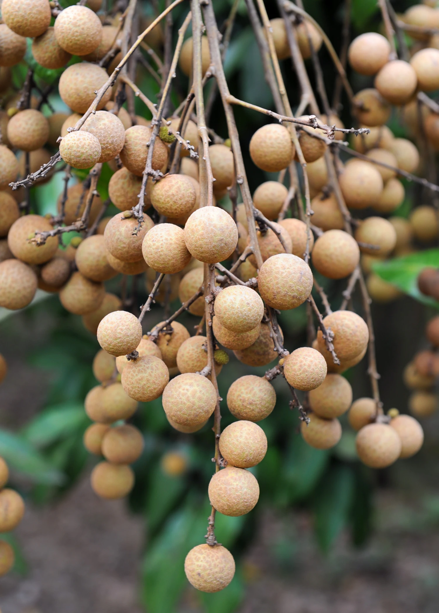 Sow Exotic Tropical Fruit & Spice Trees Longan, Pink 'Sri Chompoo' (Dimocarpus Longan) 1 Sow Exotic Tropical Fruit & Spice Trees Longan, Pink 'Sri Chompoo' (Dimocarpus Longan)