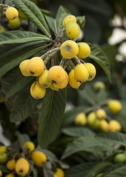 Sow Exotic Tropical Fruit & Spice Trees Loquat 'Champagne' (Eriobotrya Japonica)