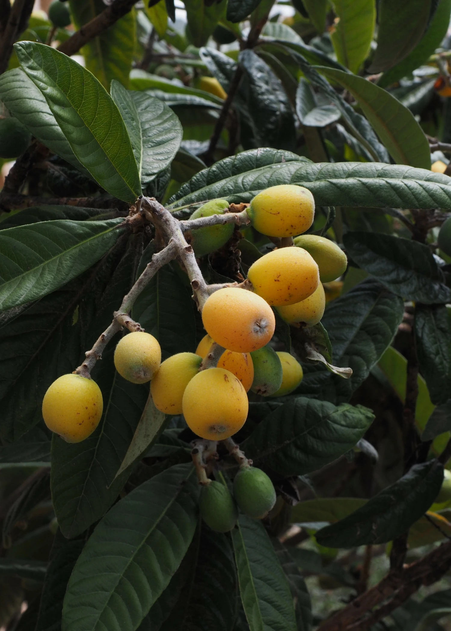 Sow Exotic Tropical Fruit & Spice Trees Loquat 'Christmas' (Eriobotrya Japonica) 7 Sow Exotic Tropical Fruit & Spice Trees Loquat 'Christmas' (Eriobotrya Japonica)