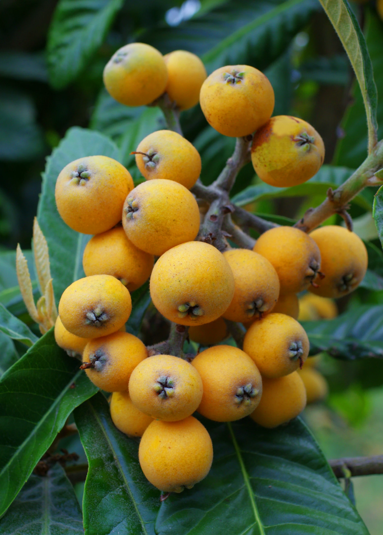 Sow Exotic Tropical Fruit & Spice Trees Loquat 'Christmas' (Eriobotrya Japonica) 2 Sow Exotic Tropical Fruit & Spice Trees Loquat 'Christmas' (Eriobotrya Japonica)