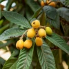 Sow Exotic Tropical Fruit & Spice Trees Loquat 'Champagne' (Eriobotrya Japonica)
