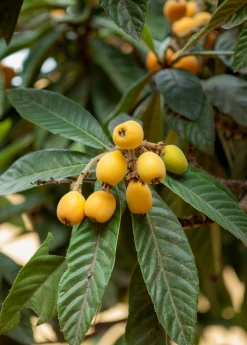 Sow Exotic Tropical Fruit & Spice Trees Loquat 'Champagne' (Eriobotrya Japonica)
