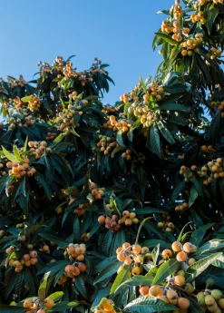 Sow Exotic Tropical Fruit & Spice Trees Loquat 'Christmas' (Eriobotrya Japonica) 11 Sow Exotic Tropical Fruit & Spice Trees Loquat 'Christmas' (Eriobotrya Japonica)