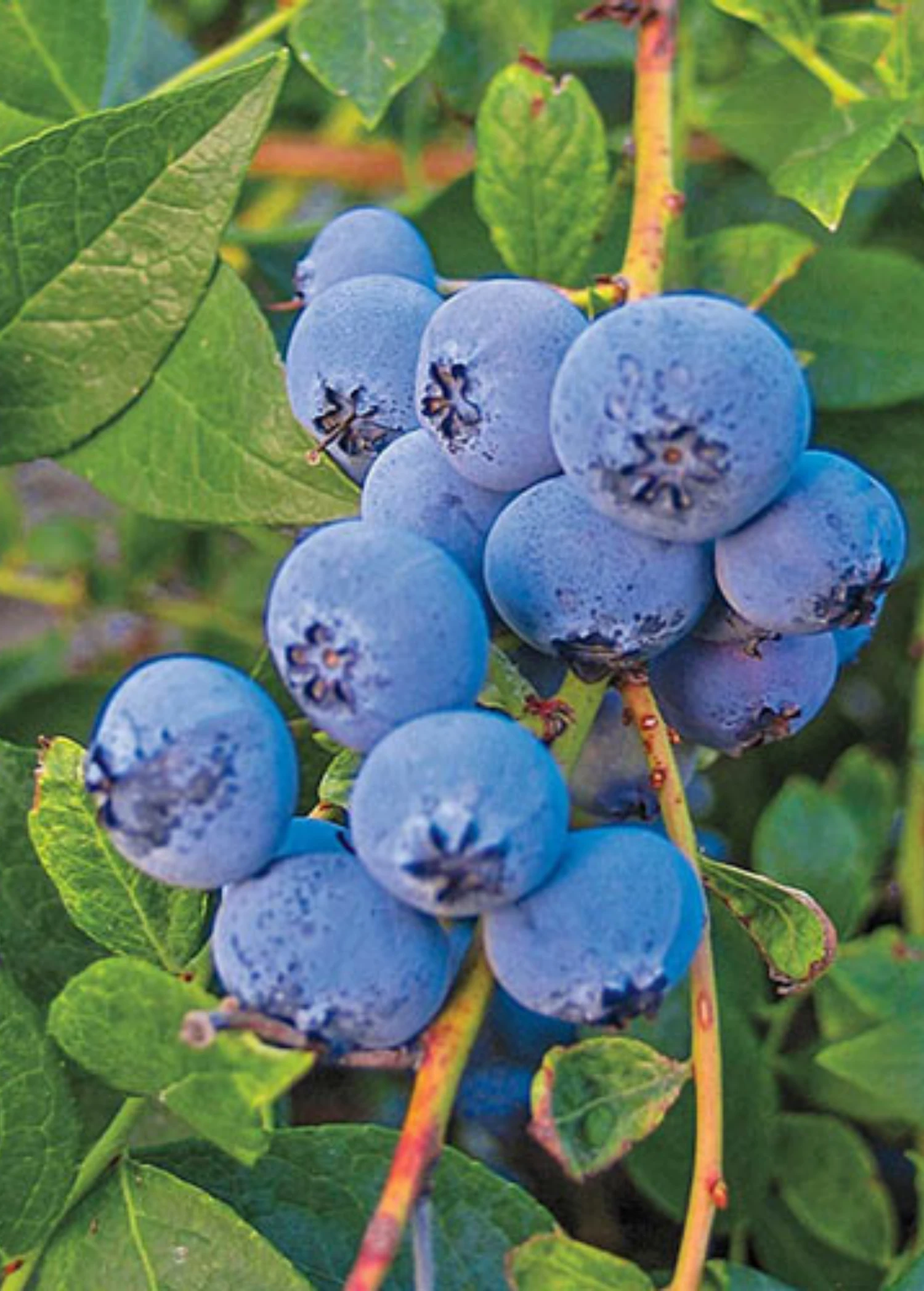 Sow Exotic Blueberry 'Biloxi' (Vaccinium Darrowii) Rare Fruiting Plants 1 Sow Exotic Blueberry 'Biloxi' (Vaccinium Darrowii) Rare Fruiting Plants