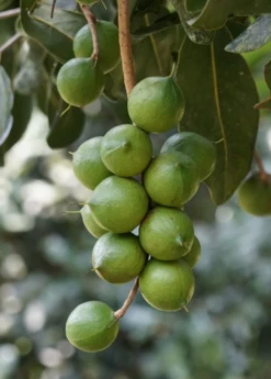 Sow Exotic Macadamia 'Queen Anne' (Macadamia Integrifolia) Tropical Fruit & Spice Trees