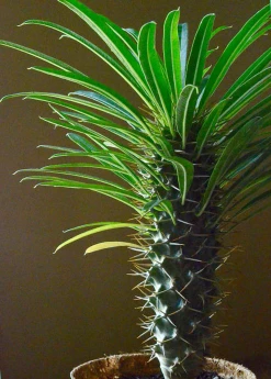 Sow Exotic Madagascar Spiny Palm (Pachypodium Lamerei) New Arrivals 7 Sow Exotic Madagascar Spiny Palm (Pachypodium Lamerei) New Arrivals