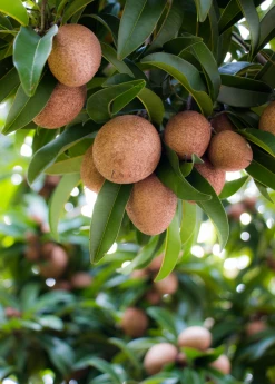 Sow Exotic Sapodilla 'Makok' (Manilkara Zapota)