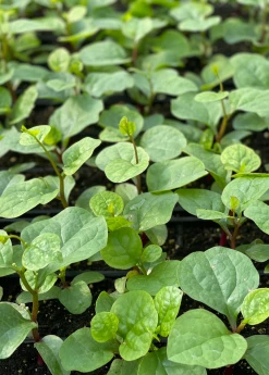 Sow Exotic Medicinal & Culinary Herbs Malabar Spinach (Basella Alba)