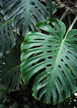 Sow Exotic Monstera Deliciosa, Swiss Cheese Plant Rare Fruiting Plants