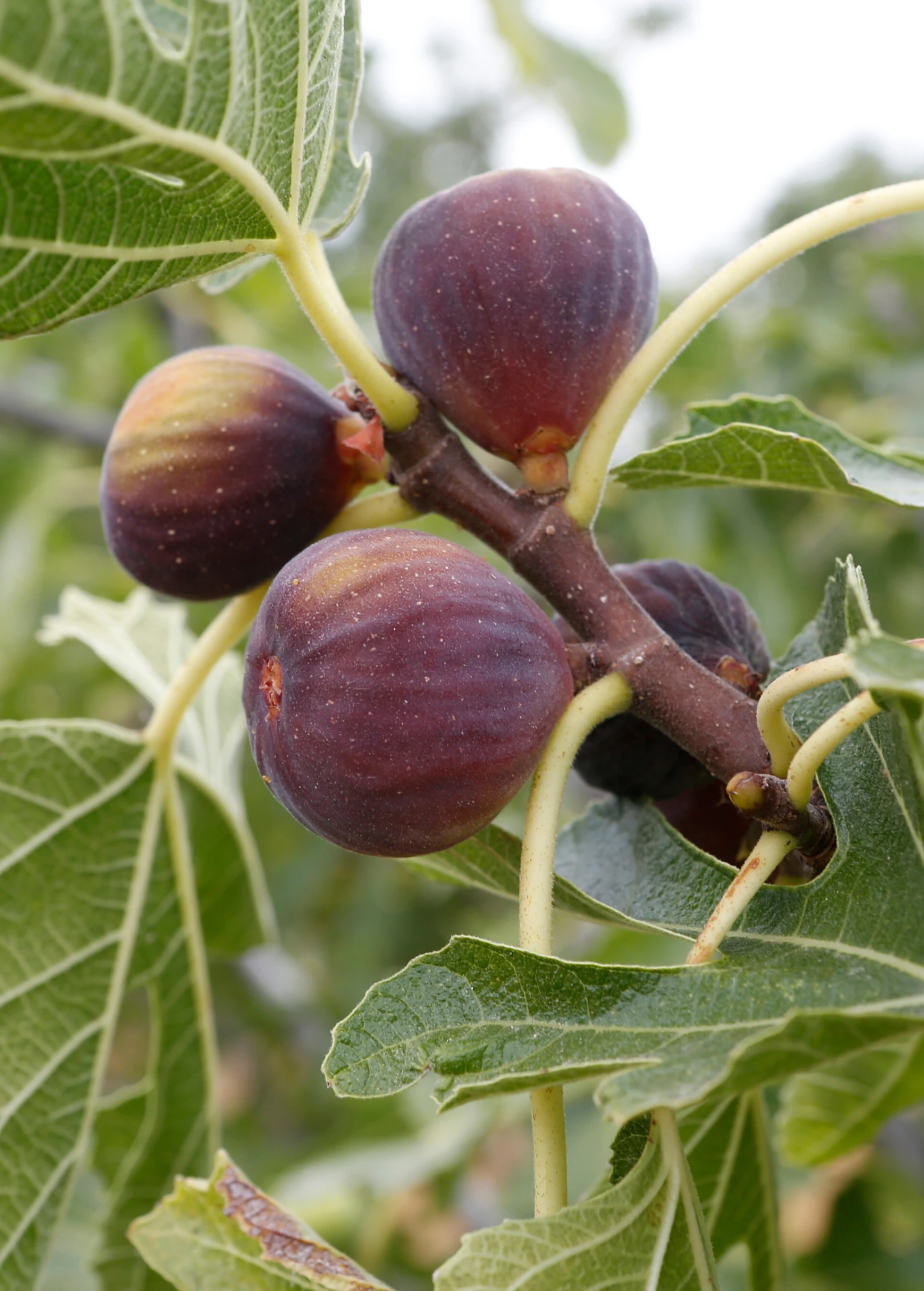 Sow Exotic Fig 'Olympian' (Ficus Carica) Tropical Fruit & Spice Trees 1 Sow Exotic Fig 'Olympian' (Ficus Carica) Tropical Fruit & Spice Trees