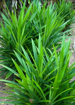 Sow Exotic Pandan Leaf (Pandanus Amaryllifolius)