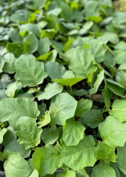 Sow Exotic Rare Fruiting Plants Thai Eggplant (Solanum Melongena)