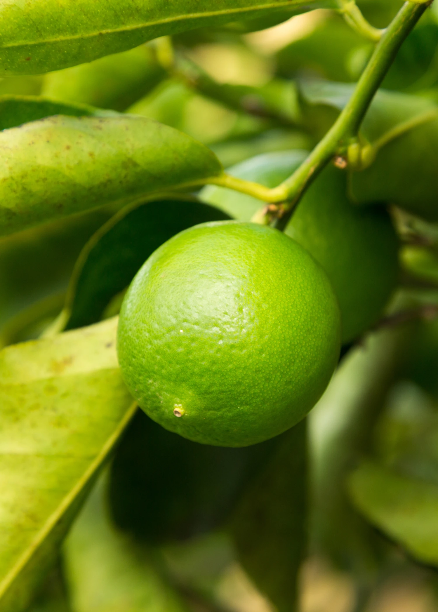 Sow Exotic Tropical Fruit & Spice Trees Persian Lime (Citrus × Latifolia)