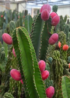 Sow Exotic Peruvian Apple Cactus (Cereus Repandus)