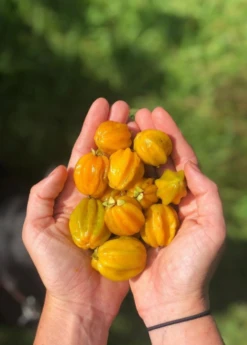 Sow Exotic Pitangatuba (Eugenia Neonitida)