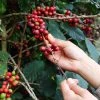 Sow Exotic Coffee (Coffea Arabica)
