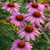 Sow Exotic Medicinal & Culinary Herbs Echinacea, Purple Coneflower (Echinacea Purpurea)