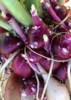 Sow Exotic Earth Apple, 'Purple' (Smallanthus Sonchifolius) Medicinal & Culinary Herbs