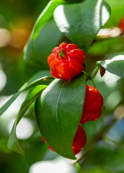 Sow Exotic Surinam Cherry Seedling (Eugenia Uniflora)