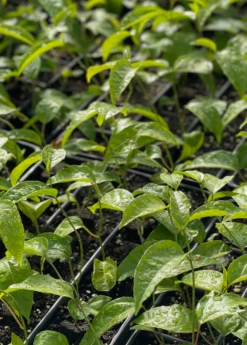 Sow Exotic Passion Fruit Vine ‘Purple Possum’ (Passiflora Edulis)