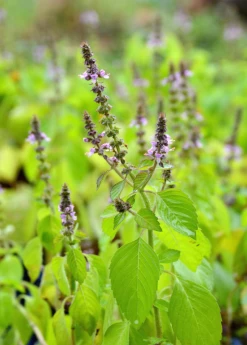Sow Exotic Medicinal & Culinary Herbs Tulsi 'Rama' (Ocimum Sanctum)