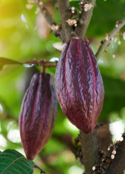 Sow Exotic Red Cacao (Theobroma Cacao)
