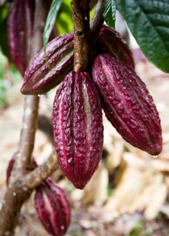 Sow Exotic Red Cacao (Theobroma Cacao)