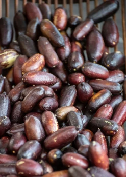 Sow Exotic Red Finger Lime (Citrus Australasica) 5 Sow Exotic Red Finger Lime (Citrus Australasica)