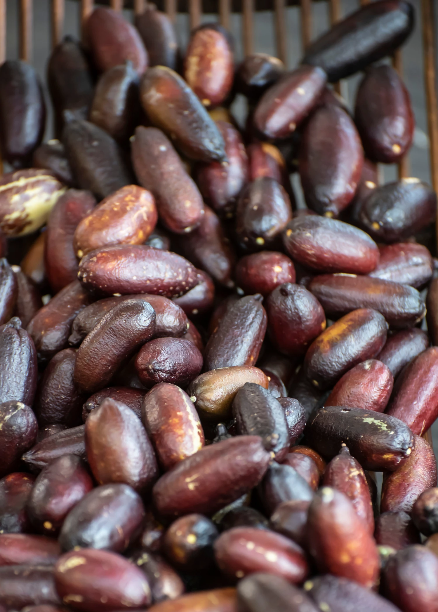 Sow Exotic Red Finger Lime (Citrus Australasica) 3 Sow Exotic Red Finger Lime (Citrus Australasica)