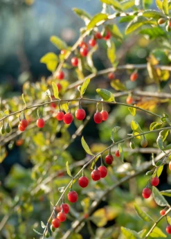 Sow Exotic Red Goji Berry (Lycium Barbarum)