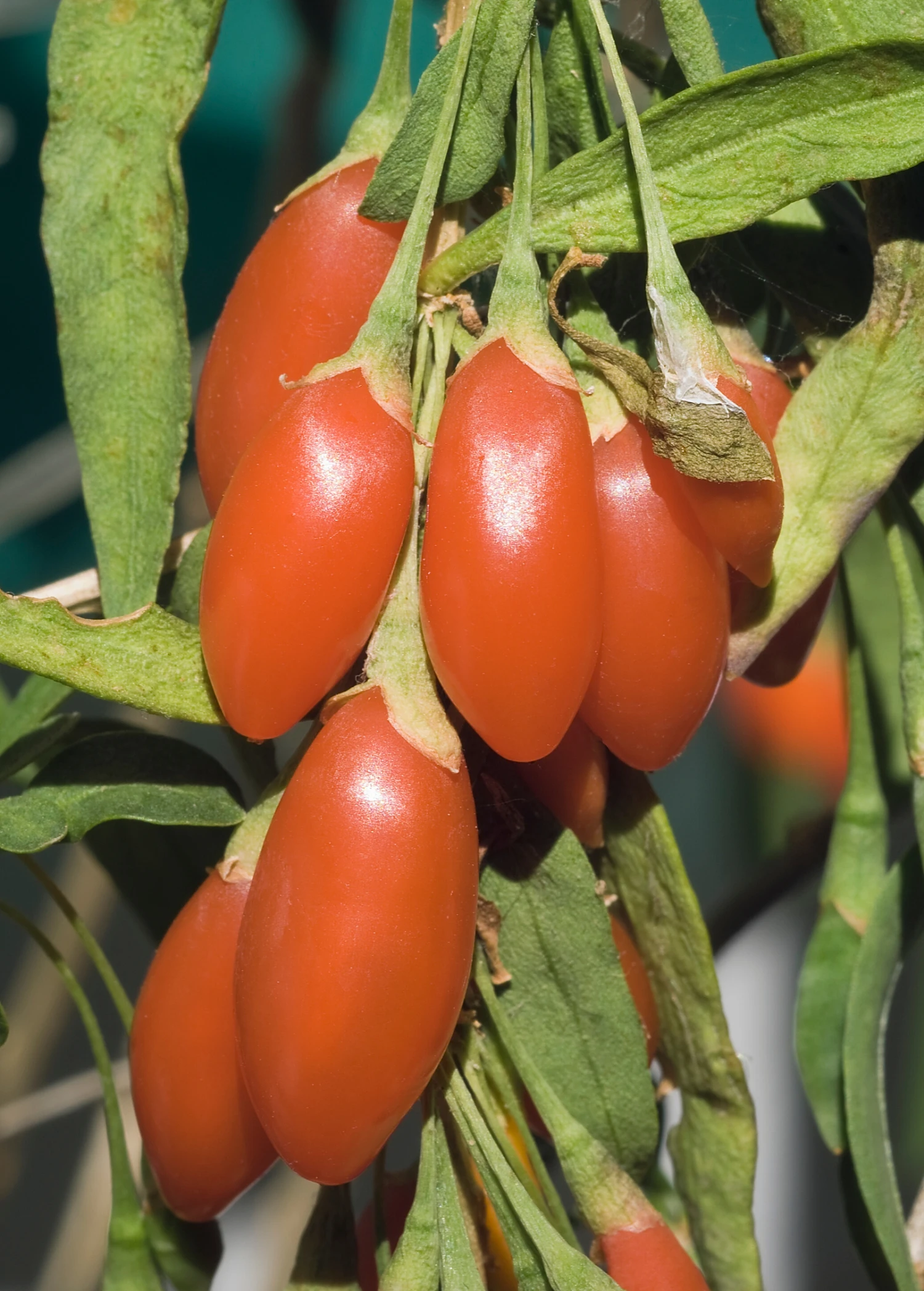 Sow Exotic Red Goji Berry (Lycium Barbarum) 2 Sow Exotic Red Goji Berry (Lycium Barbarum)