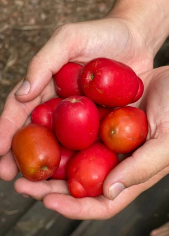 Sow Exotic Tropical Fruit & Spice Trees Red Jocote, Ciruela (Spondias Purpurea)