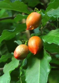 Sow Exotic Tropical Fruit & Spice Trees Peanut Butter Fruit (Bunchosia Argentea) 10 Sow Exotic Tropical Fruit & Spice Trees Peanut Butter Fruit (Bunchosia Argentea)