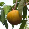 Sow Exotic Tropical Fruit & Spice Trees Ross Sapote (Pouteria)