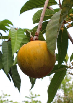 Sow Exotic Tropical Fruit & Spice Trees Ross Sapote (Pouteria)
