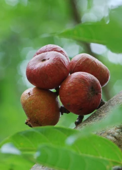 Sow Exotic Fig 'Royal Vineyard' (Ficus Carica) Tropical Fruit & Spice Trees