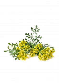 Sow Exotic Medicinal & Culinary Herbs Rue (Ruta Graveolens)