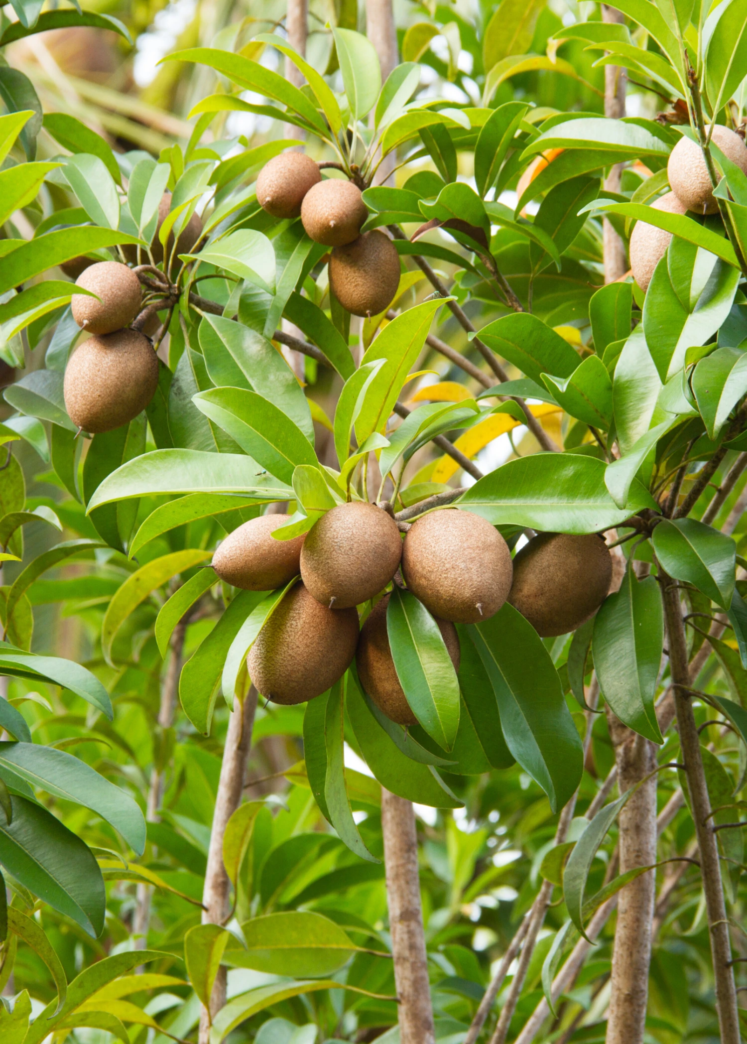 Sow Exotic Sapodilla 'Alano' (Manilkara Zapota) Tropical Fruit & Spice Trees 1 Sow Exotic Sapodilla 'Alano' (Manilkara Zapota) Tropical Fruit & Spice Trees