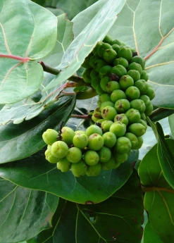 Sow Exotic Sea Grape (Coccoloba Uvifera)