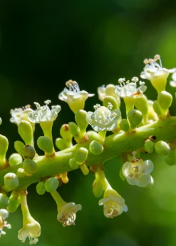 Sow Exotic Sea Grape (Coccoloba Uvifera)