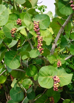 Sow Exotic Sea Grape (Coccoloba Uvifera)