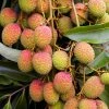 Sow Exotic Tropical Fruit & Spice Trees Lychee 'Mauritius' (Litchi Chinensis)