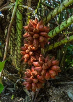 Sow Exotic Tropical Fruit & Spice Trees Snake Fruit (Salacca Zalacca)